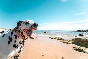 A spotted dog, smiling at the camera in the foreground with the smooth sand and ocean behind it.