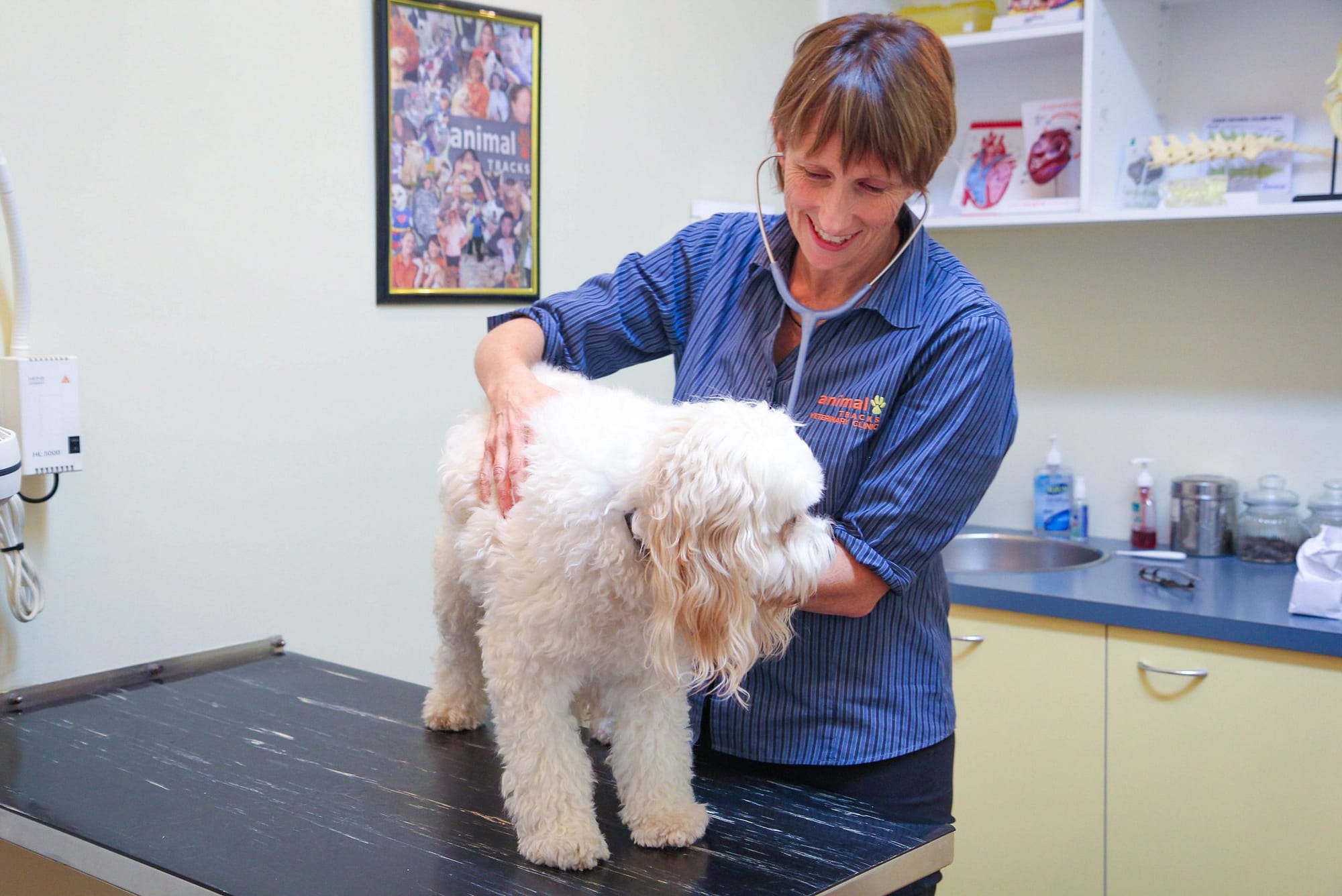 Experienced Veterinarian Pet Hospital Sydney | Animal Tracks Vet Clinic
