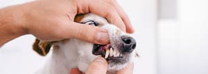vet showing dog's teeth