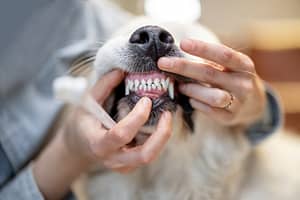 Ensuring dog's teeth are cleaned